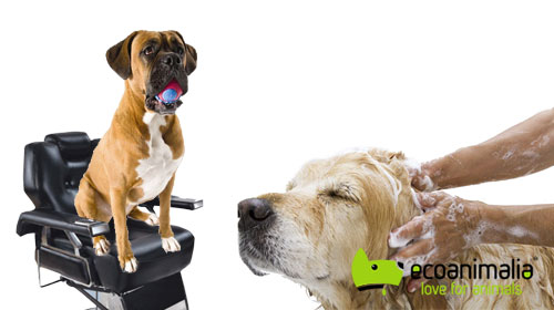 Lavado y pelado de perros gigantes en Jaen