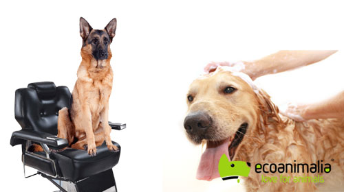 Lavado de perros grandes en Jaen