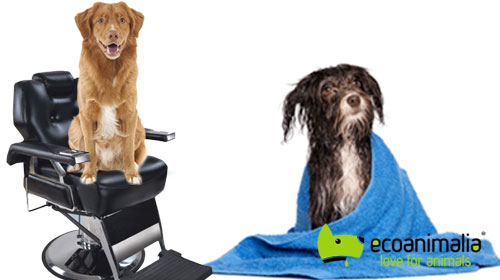 Lavado y pelado de perros medianos en Jaen