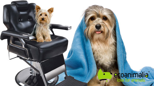 Lavado y pelado de perros pequeños en Jaen