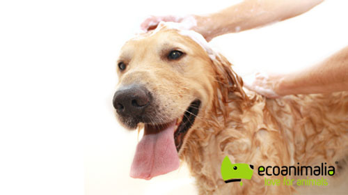 Lavado de perros grandes en Jaen