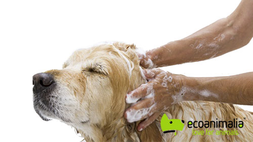 Lavado de perros gigantes en Jaen