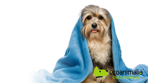 Lavado de perros pequeños en Jaen