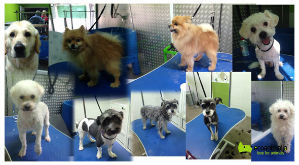 Peluqueria canina en Jaen