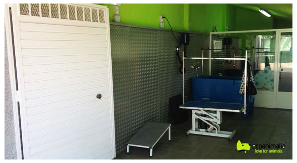 Lavado y peluqueria para perros en Jaen